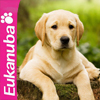 Корм Eukanuba для щенков